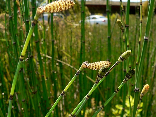 {Equisetum hyemale ssp. affine}